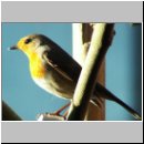 Erithacus rubecula - Rotkehlchen 15.jpg